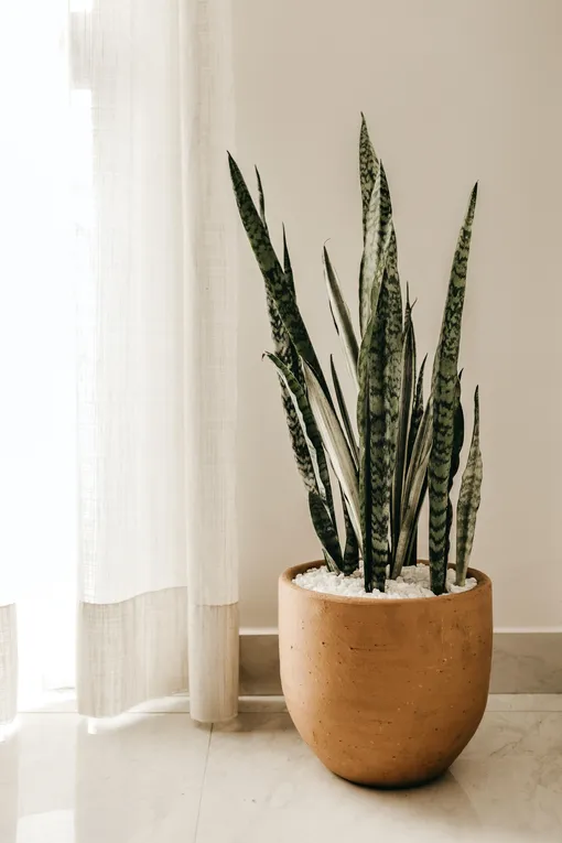 Сансевиерия трёхполосная -15 самых крупных комнатных растений: где лучше расположить, правила ухода, фото, описание