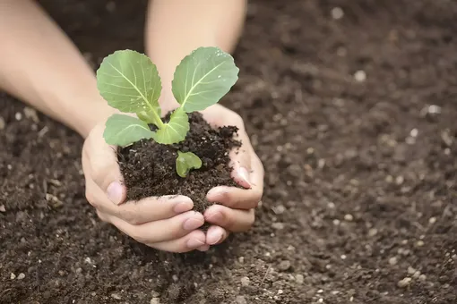 6 золотых правил выращивания рассады капусты: залог богатого урожая