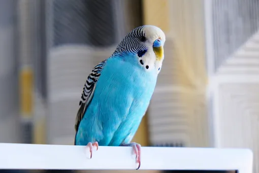 8 веских причин, почему вам пока не стоит заводить попугая