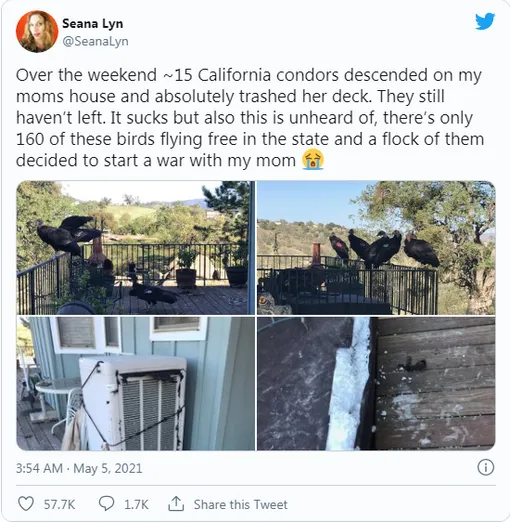 калифорнийский кондор