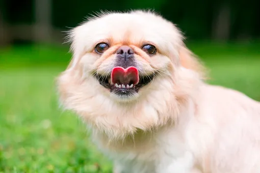 Зато симпатичная: 10 самых непослушных пород собак
