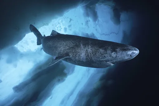 Гренландская акула (до 400 лет)