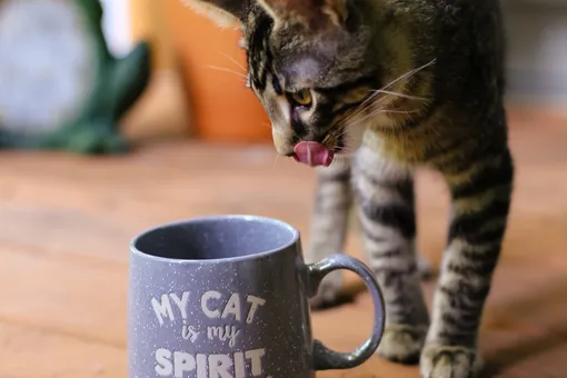 Сколько воды надо пить кошке?