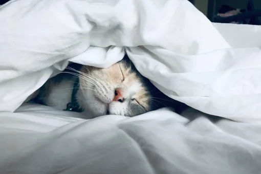 Почему кошки — это снотворное