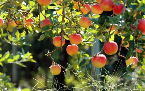 Особенности удобрения яблони весной