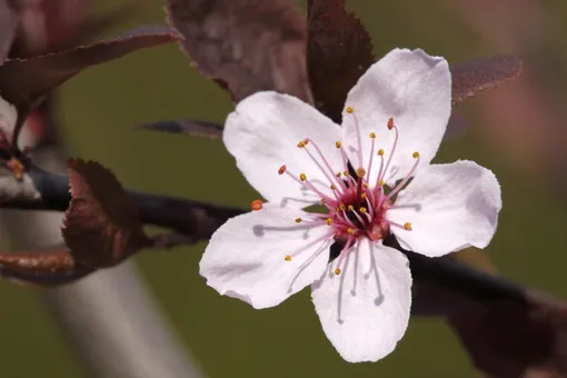 цветок вишни