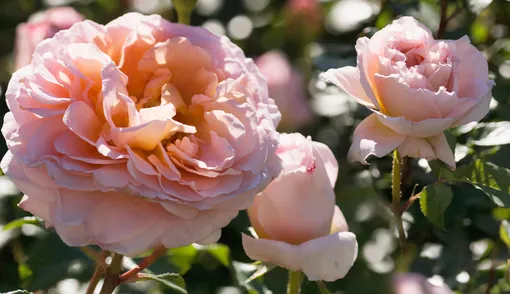 Кустарниковые розы (шрабы) — сорт Абрахам Дарби