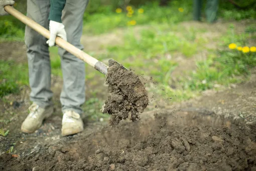 Благодаря почвоулучшителям улучшается структура почвы