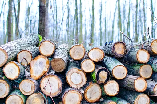 В Новосибирске подростка убило упавшее дерево