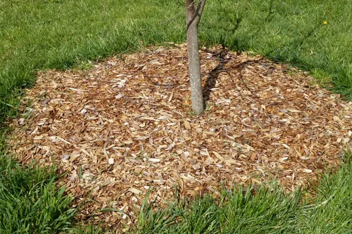 Мульчирование почвы предохраняет плодовые деревья от пересыхания