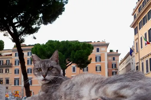 Кот прославился, попав в панораму Google-карт в римском заповеднике