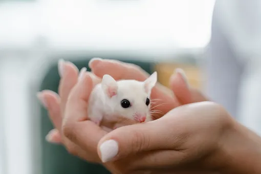 белая мышь в женских руках