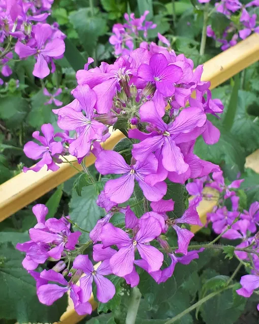 Lunaria (money plant). Under my front-yard sugar maple. It's starting to develop