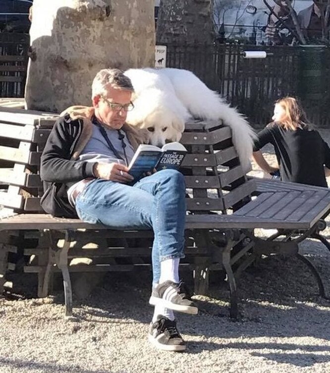 собака читает книгу в парке