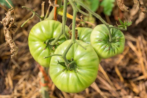 Один из способов помочь плодам дозреть — выкопать томатный куст