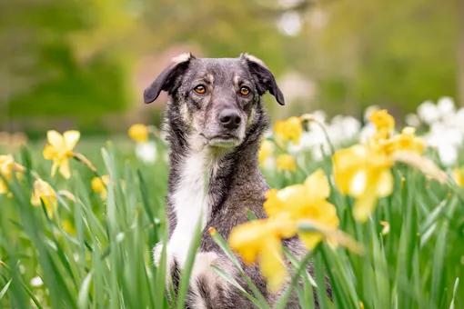 нарциссы, поле нарциссов, цветущие нарциссы, собака и нарциссы, собака цветы