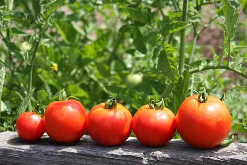Поливать кусты томатов во время созревания нужно утром или вечером в солнечную погоду