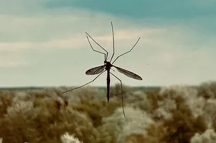 Почему некоторых людей комары кусают чаще: мнение учёных