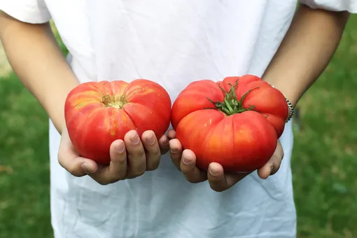 Самые вкусные сорта помидоров: ТОП-7 от опытных огородников