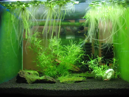 Фильтрация воды для аквариумных растений