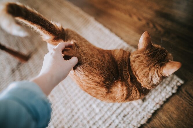 Не трогайте хвост, лапы и живот кота, иначе он укусит вашу руку