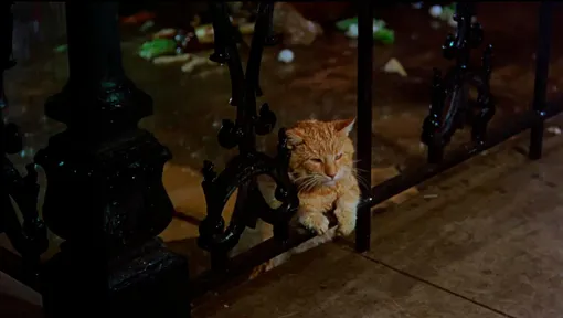 Жизнь и приключения Оранджи — рыжего кота из «Завтрака у Тиффани»: фото, история