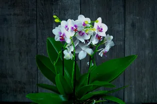 Топ-4 народных подкормки орхидей для обильного цветения