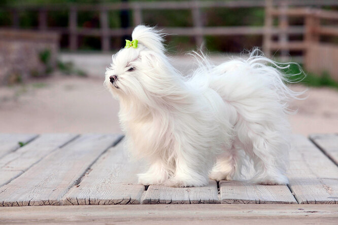 1. По своей природе