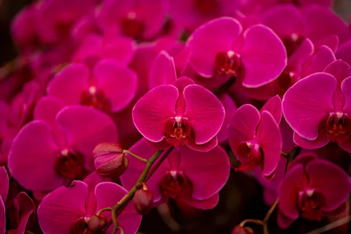 как добиться цветения орхидеи