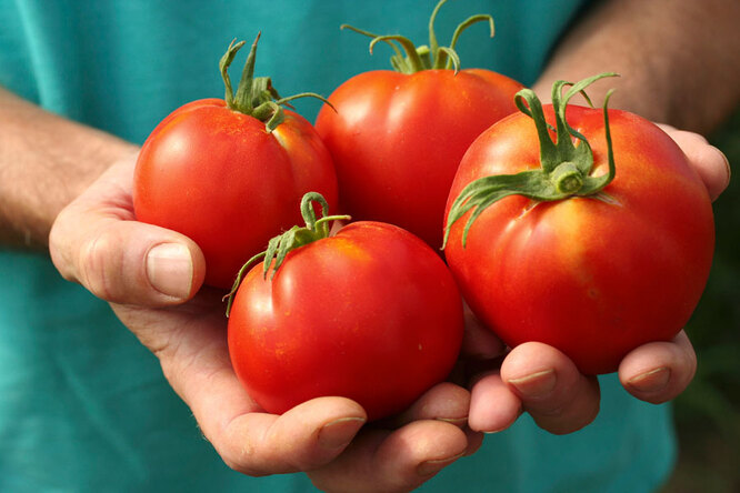 Неприхотливые сорта томатов