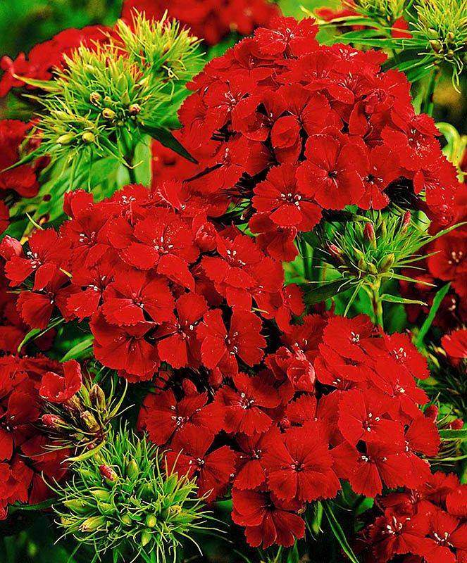 Красные цветы для сада: фото и названия красивых однолетников имноголетников