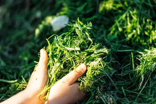 Натуральные удобрения для огорода своими руками: как их приготовить из опилок, золы и сорняка