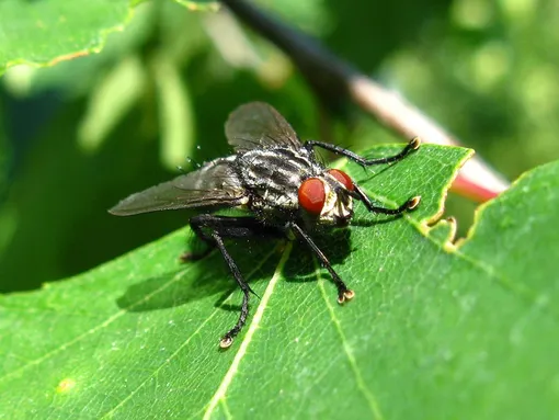 Берёзовый дёготь помогает в борьбе с капустной мухой