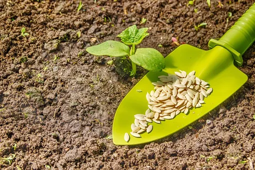 Удобрение огурцов при посеве семян или пересадке рассады в грунт