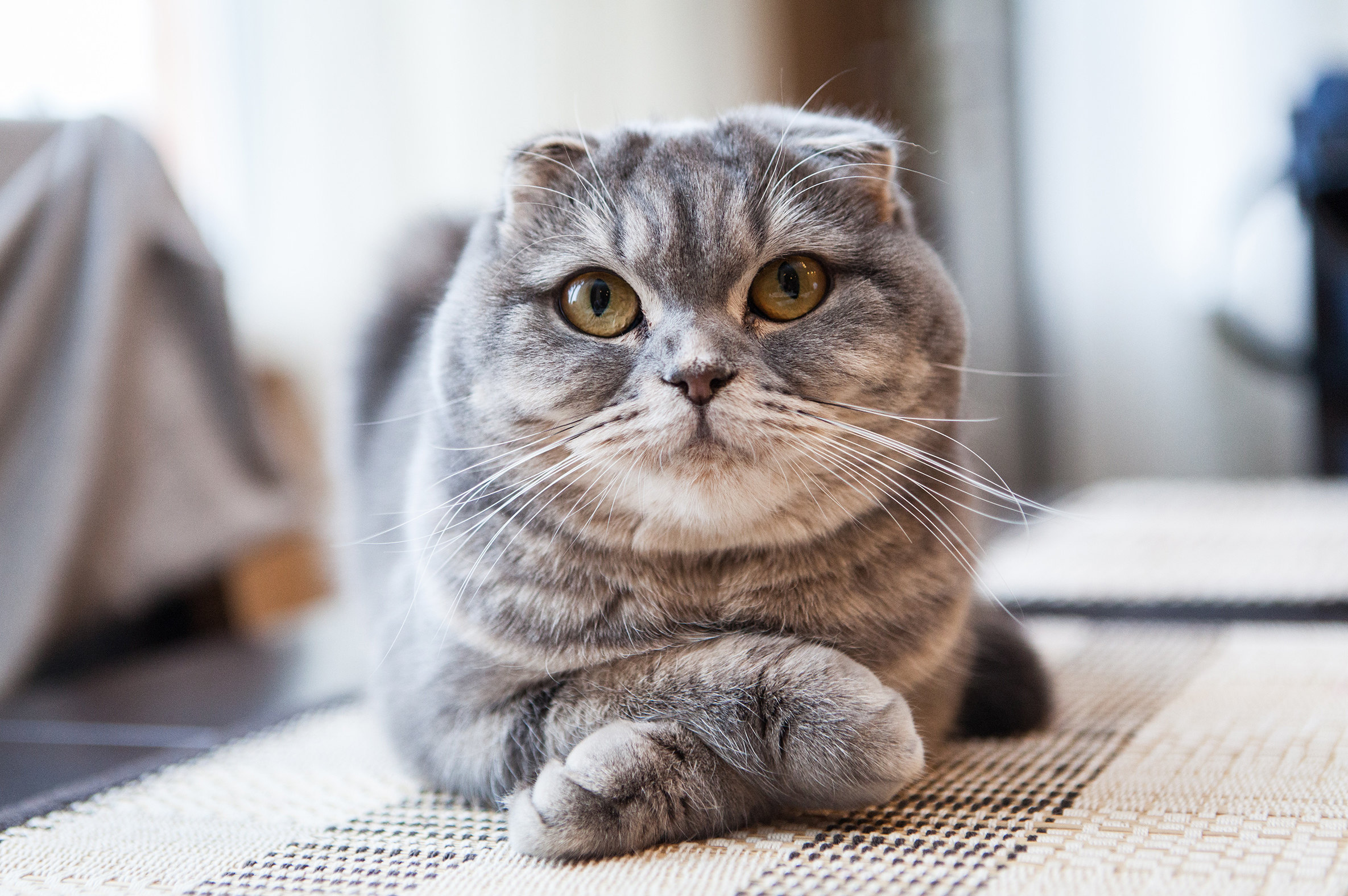 5 пород кошек с короткими ушами: фото и описание