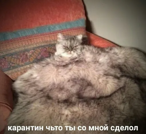 толстый кот мем