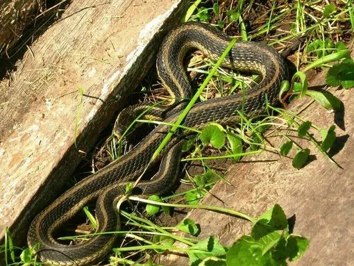Изменение среды обитания змей
