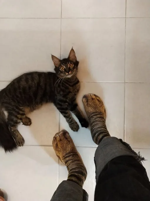 кошачьи носки