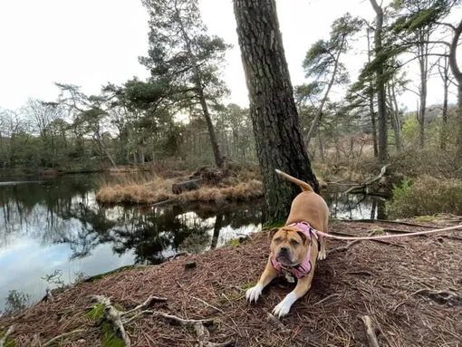 собака на берегу озера
