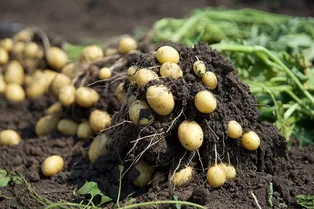 Почему картошка уродилась мелкая: работа над ошибками