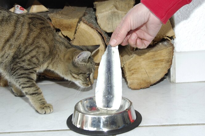 Сильный аромат рыбных продуктов привлекателен для кошек