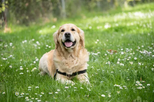 самые умные породы собак — лабрадор-ретривер