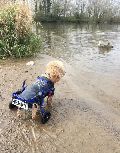 пес инвалид на прогулке