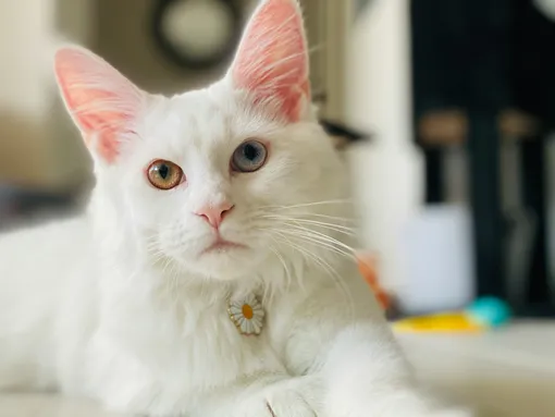 Белые кошки часто бывают гетерохромные, т.е. с глазами разного цвета