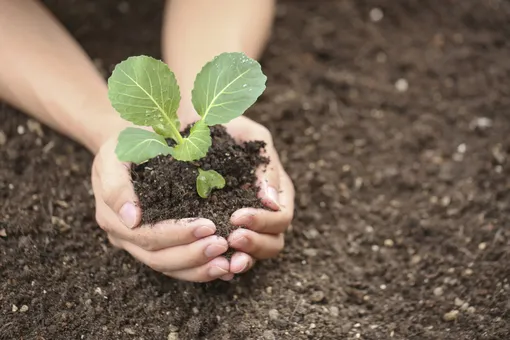 9 секретов выращивания небывалого урожая капусты
