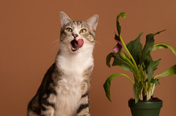17 растений, которые стоит выращивать в доме с кошкой: красивые и стойкие
