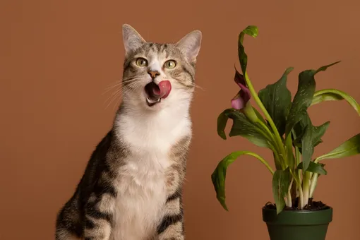 17 растений, которые стоит выращивать в доме с кошкой: красивые и стойкие