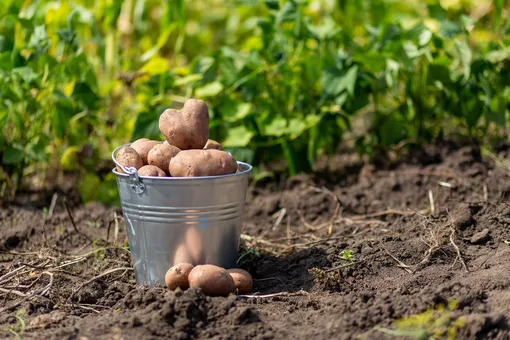 Выбор участка под посадку картофеля