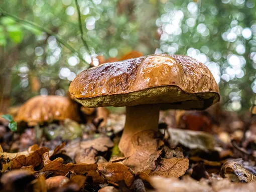 Обычно грибы растут по опушкам лесных массивов, особенно вокруг дубов, берёз, вязов, ясеней, осин