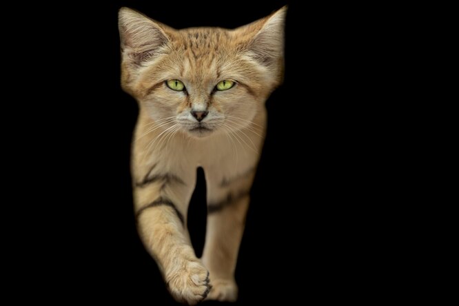 Запредельный кавай: котенок барханной кошки учится ходить и говорит первое мяу